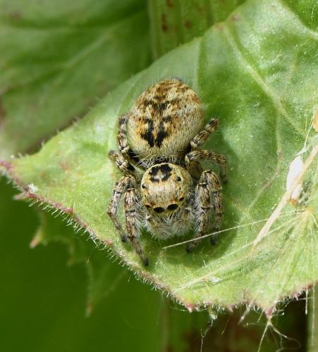 Réf. 250 818 : Carrhotus xanthogramma